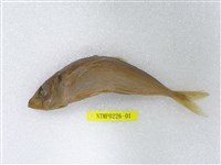 藏品(真鰺)的圖片